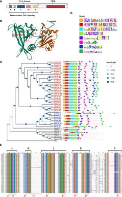 Frontiers | The NAC Transcription Factors Play Core Roles In Flowering ...